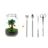 Flaschengarten-Set „Ficus Ginseng" – DIY-Terrarium mit Bonsai