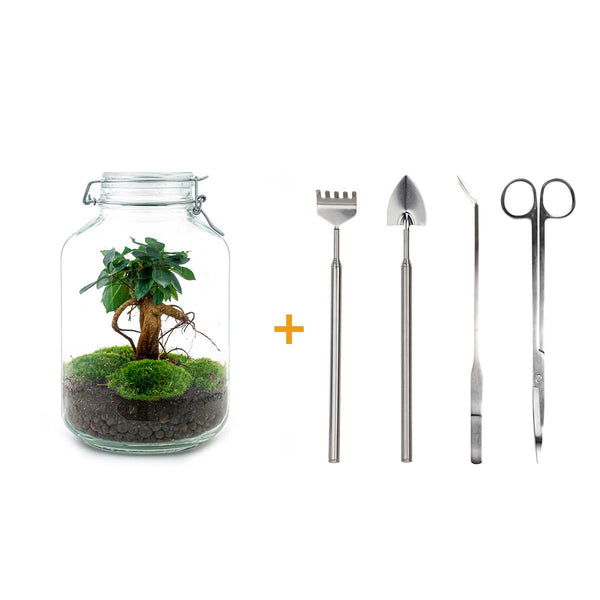 Flaschengarten-Set „Ficus Ginseng" – DIY-Terrarium mit Bonsai