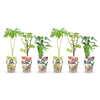 Beerenobst-Set „Tricolour" – Rote Johannisbeere, Gelbe Himbeere, Schwarze Brombeere – Ansicht 2