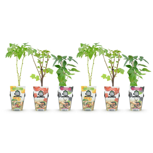 Beerenobst-Set „Tricolour" – Rote Johannisbeere, Gelbe Himbeere, Schwarze Brombeere – Ansicht 2