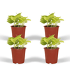 Efeutute ‚Golden Pothos' – Epipremnum aureum