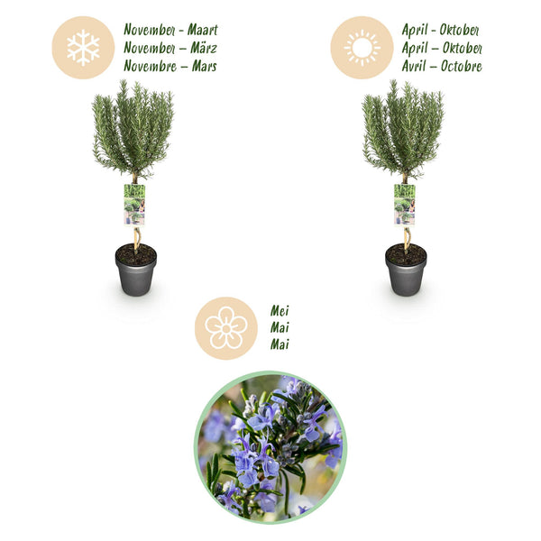 Rosmarin – Rosmarinus officinalis – Ansicht 9