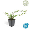 Kriechmispel – Cotoneaster dammeri – Ansicht 3