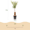 Apfelbaum ‚Elstar' – Malus domestica – Ansicht 3