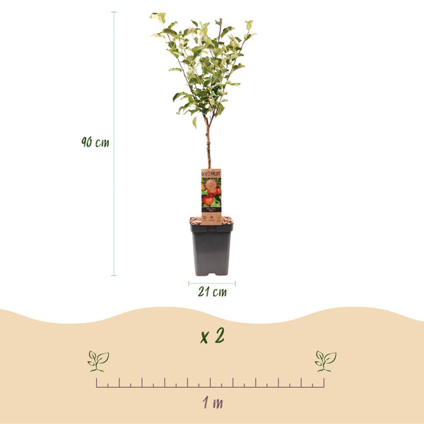 Apfelbaum ‚Elstar' – Malus domestica – Ansicht 3