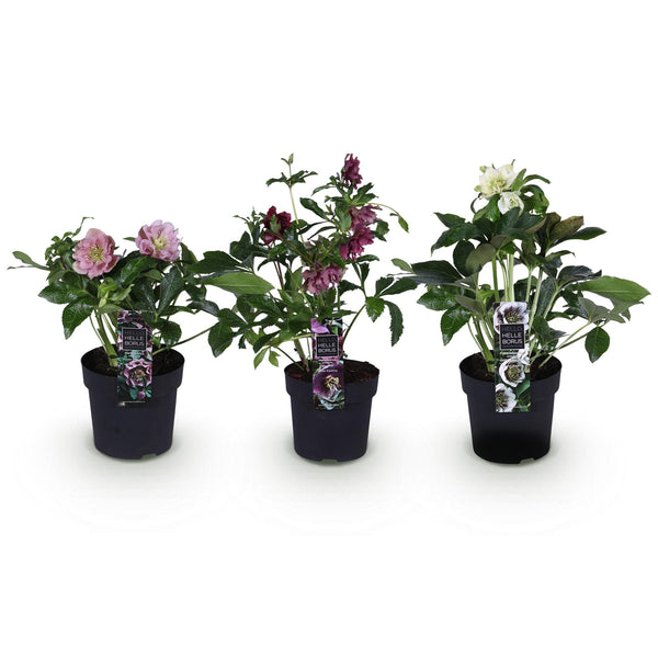 Lenzrose ‚Double Tricolour' – Helleborus orientalis – Ansicht 2