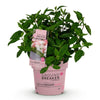 Rispenhortensie ‚Groundbreaker Blush' – Hydrangea paniculata – Ansicht 2
