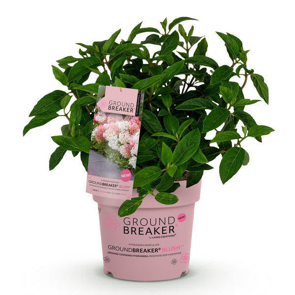 Rispenhortensie ‚Groundbreaker Blush' – Hydrangea paniculata – Ansicht 2