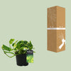 Efeutute ‚N'Joy Gold' – Epipremnum aureum – Ansicht 3