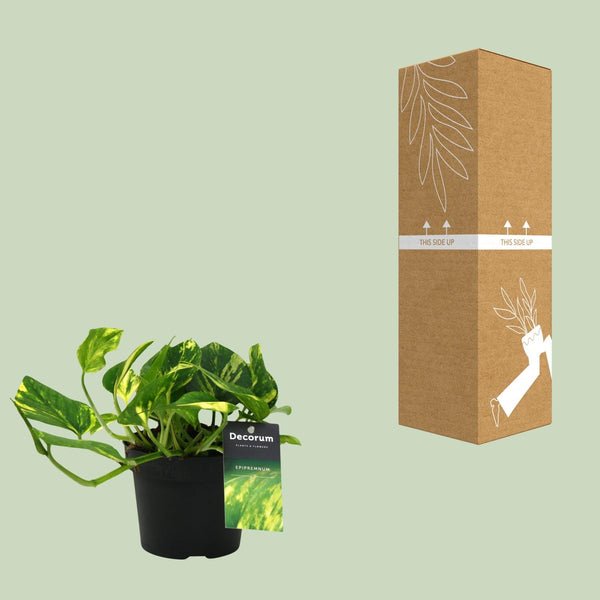 Efeutute ‚N'Joy Gold' – Epipremnum aureum – Ansicht 3