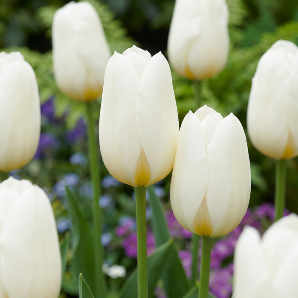 Triumph-Tulpe – Tulipa