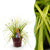 Japan-Segge ‚Everillo' – Carex oshimensis – 1 Stück