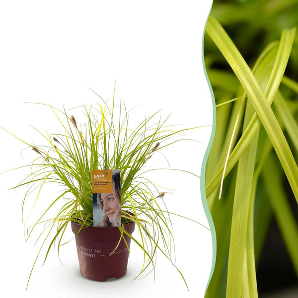 Japan-Segge ‚Everillo' – Carex oshimensis – 1 Stück