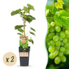 Weinrebe ‚Himrod' – Vitis vinifera