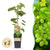 Weinrebe ‚Himrod' – Vitis vinifera