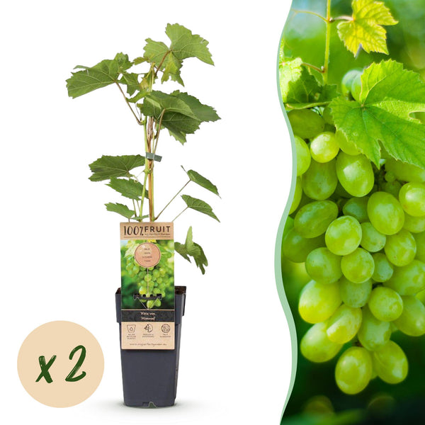 Weinrebe ‚Himrod' – Vitis vinifera