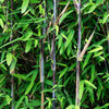 Schirmbambus ‚Black Dragon' – Fargesia nitida – Ansicht 4