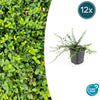 Kriechspindel ‚Minimus' – Euonymus fortunei