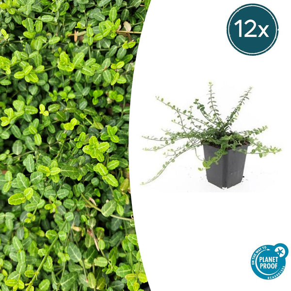 Kriechspindel ‚Minimus' – Euonymus fortunei