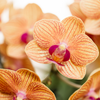 Pflanzen-Set „Poppy Orange" – Phalaenopsis ‚Jamaica' und Sukkulente – Ansicht 5