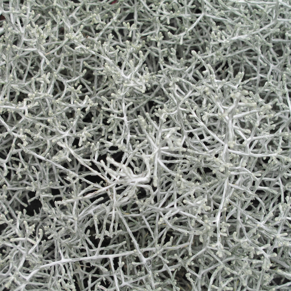 Silberstrauch – Calocephalus brownii – Ansicht 4
