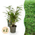 Schirmbambus – Fargesia rufa