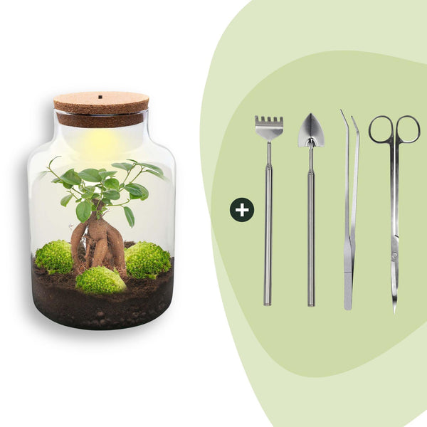 Flaschengarten-Set „Milky" – DIY-Terrarium mit Bonsai und Beleuchtung