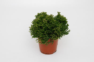 Korallenkaktus – Hatiora salicornioides