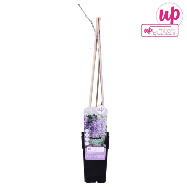 Blauregen ‚Naga Noda' – Wisteria floribunda – Ansicht 8