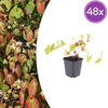Elfenblume ‚Niveum' – Epimedium youngianum
