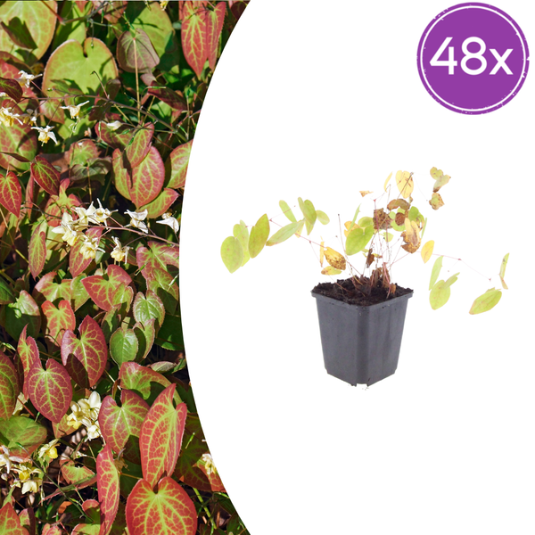 Elfenblume ‚Niveum' – Epimedium youngianum