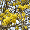 Kornelkirsche – Cornus mas – Ansicht 4
