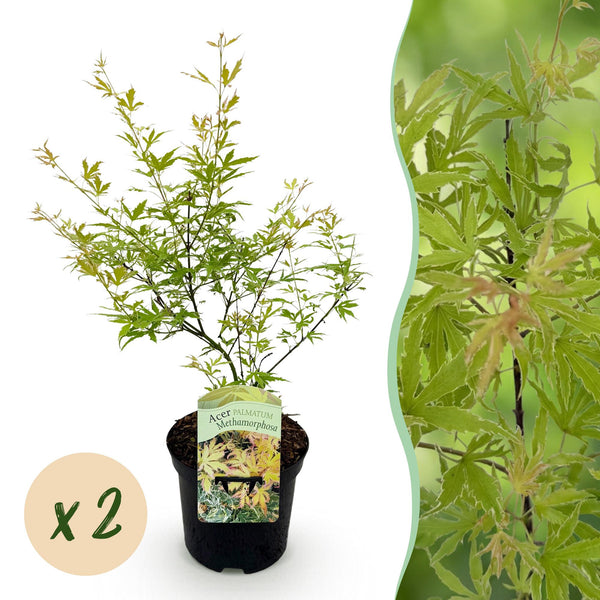 Japanischer Ahorn ‚Metamorphosa' – Acer palmatum