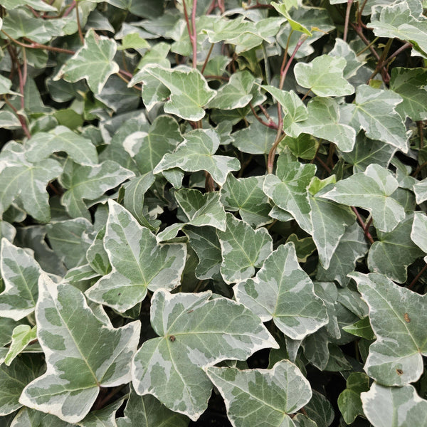 Efeu ‚Glacier' – Hedera helix – Ansicht 5
