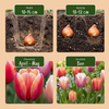 Tulpe ‚Glowing with Pride' – Tulipa – Ansicht 4