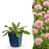 Tauben-Skabiose ‚Pink Mist' – Scabiosa columbaria
