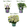 Bauernhortensie ‚Magical Jewel Blue' – Hydrangea macrophylla – Ansicht 4