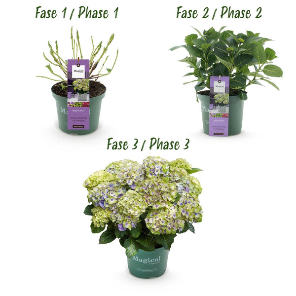 Bauernhortensie ‚Magical Jewel Blue' – Hydrangea macrophylla – Ansicht 4