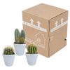 Kakteen-Set „Kakteenmischung“ – 3 Kakteen – Ansicht 3