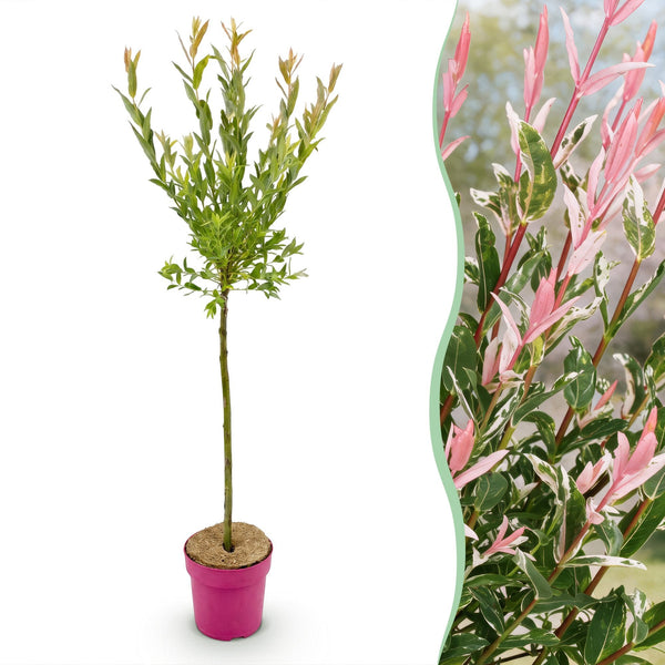 Harlekinweide ‚Flamingo' – Salix integra