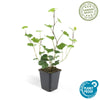Irischer Efeu – Hedera hibernica – Ansicht 2