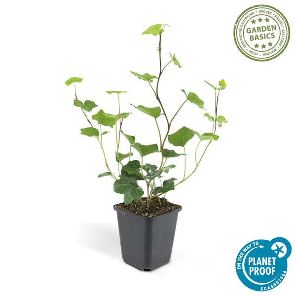 Irischer Efeu – Hedera hibernica – Ansicht 2