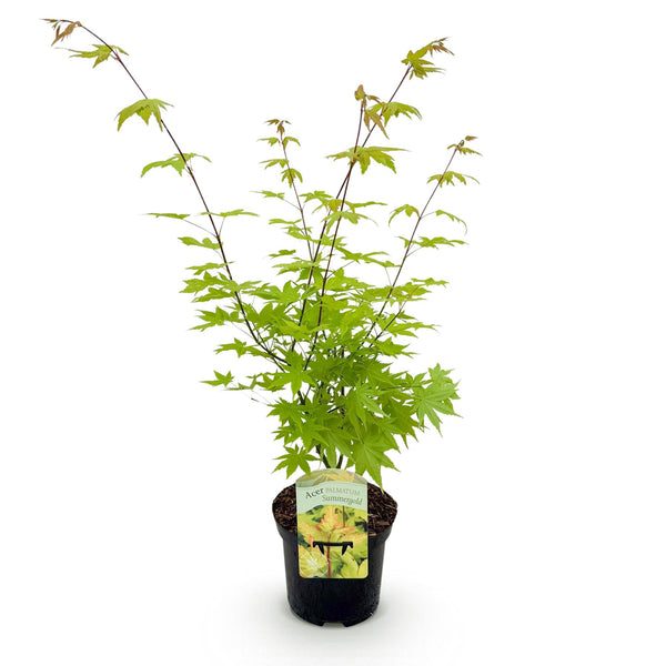 Japanischer Ahorn ‚Summergold' – Acer palmatum – Ansicht 2