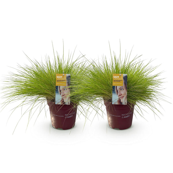 Blauschwingel ‚Golden Toupee' – Festuca glauca – Ansicht 2