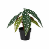 Kunstpflanzen-Set „Mini-Quartett“ – 4 kleine Kunstpflanzen für Regal & Schreibtisch – im Set enthalten: Kunstpflanze Forellenbegonie (Begonia maculata)