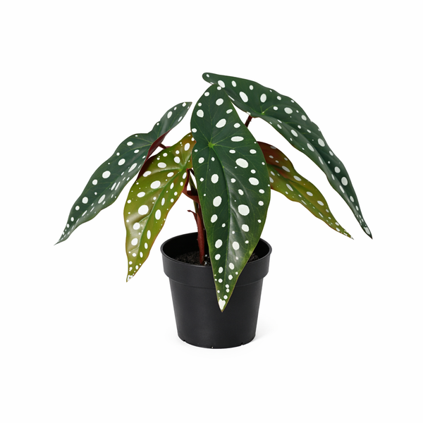 Kunstpflanzen-Set „Mini-Quartett“ – 4 kleine Kunstpflanzen für Regal & Schreibtisch – im Set enthalten: Kunstpflanze Forellenbegonie (Begonia maculata)