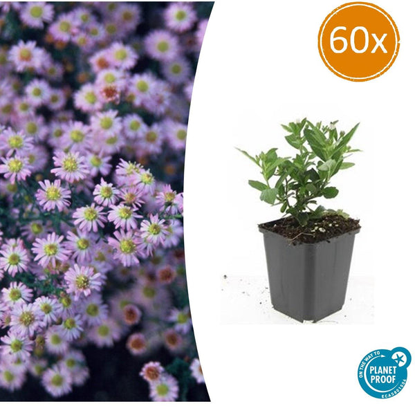 Ageratum-Aster ‚Stardust' – Aster ageratoides