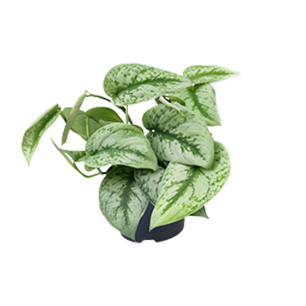 Scindapsus pictus ‚Trebie' – Ø 12 cm · 15 cm, 1 Stück