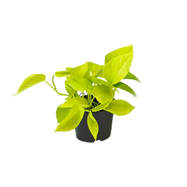 Efeutute ‚Golden Pothos' – Epipremnum aureum – Ø 12 cm · 15 cm, 1 Stück