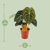 Anthurium clarinervium – Ansicht 2